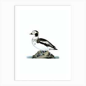 Vintage Long Tailed Duck Bird Illustration on Pure White n.0047 Art Print