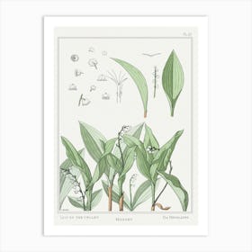 Lily Of The Valley From The Plant And Its Ornamental Applications (1896), Maurice Pillard Verneuil Art Print