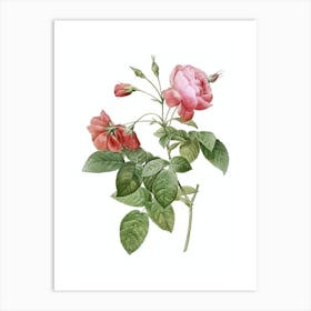 Vintage Pink Boursault Rose Botanical Illustration on Pure White Art Print