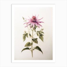 Pressed Flower Botanical Art Bee Balm 2 Art Print
