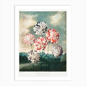 A Group Of Carnations From The Temple Of Flora (1807), Robert John Thornton Art Print