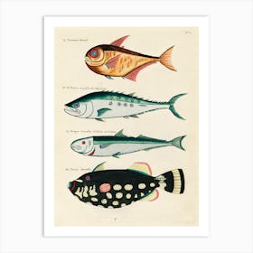 Colourful And Surreal Illustrations Of Fishes Found In Moluccas (Indonesia) And The East Indies, Louis Renard(9) Art Print