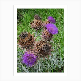 Thistle Art Print