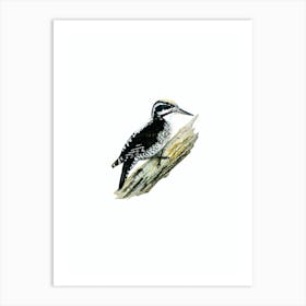 Vintage Three Toed Woodpecker Bird Illustration on Pure White n.0053 Art Print