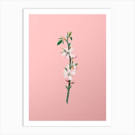 Vintage Peach Flower Botanical on Soft Pink Art Print