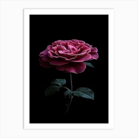 Dark Rose 107 Art Print