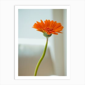 Orange Gerbera Flower In White Vase On White Background Art Print