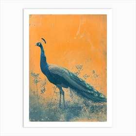 Orange & Blue Peacock In The Grass 1 Art Print
