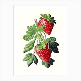 Strawberry Plant,, Fruit, Vintage Botanical Drawing Art Print