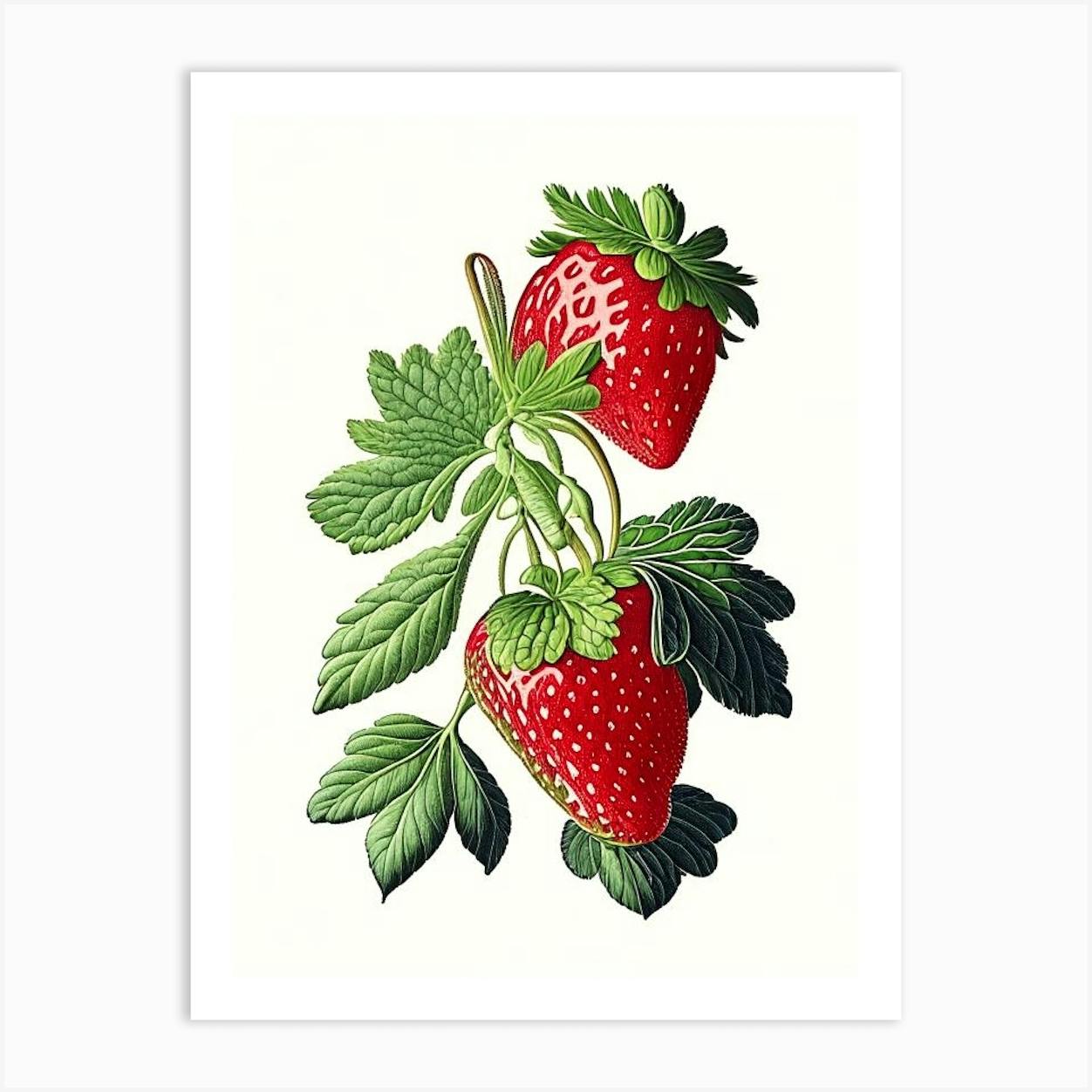 Top 197+ strawberry plant sketch