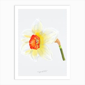 Daffodil 1 Art Print