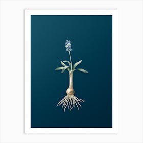 Vintage Scilla Lingulata Botanical Art on Teal Blue n.0664 Art Print