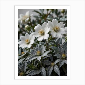 White Anemones Art Print