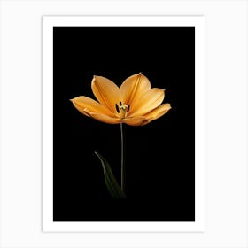 Tulip 7 Art Print