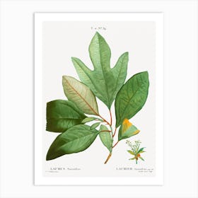 Laurels, Pierre Joseph Redoute Art Print