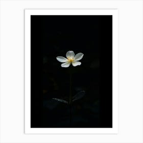 White Flower In The Dark 18 Art Print