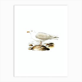 Vintage Glaucous Gull Bird Illustration on Pure White n.0162 Art Print