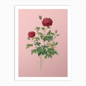 Vintage Burgundy Cabbage Rose Botanical on Soft Pink n.0503 Art Print