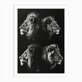 Barbary Lion Charcoal Drawing 1 Art Print