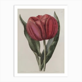 Tulip 6 Art Print