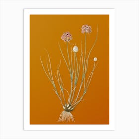 Vintage Allium Globosum Botanical on Sunset Orange Art Print