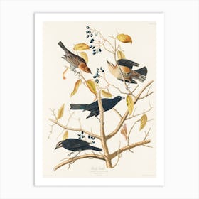 Rusty Grakle, Birds Of America, John James Audubon Art Print