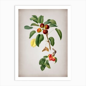 Vintage Musky Pear Botanical on Parchment n.0228 Art Print