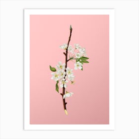 Vintage Musky Pear Botanical on Soft Pink n.0150 Art Print