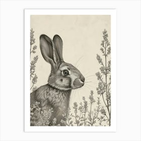 Silver Marten Rabbit Drawing 1 Art Print