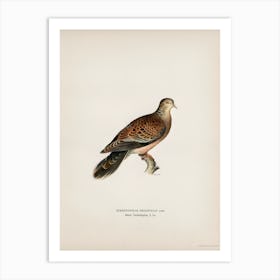 Oriental Turtle Dove, The Von Wright Brothers Art Print