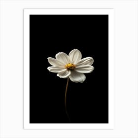 Single White Daisy 4 Art Print