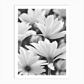 Cypress B&W Pencil 2 Flower Art Print