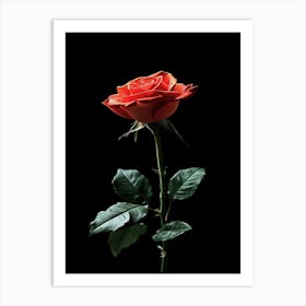 Single Rose On Black Background 10 Art Print