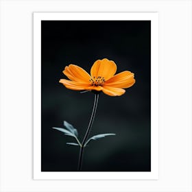 Orange Flower 17 Art Print