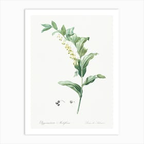 Solomon S Seal Illustration From Les Liliacées (1805), Pierre Joseph Redoute Art Print