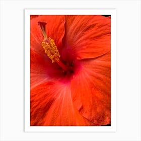 Hibiscus Flower Art Print