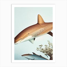 Tawny Nurse Shark Vintage Art Print