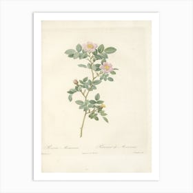 Rose Illustration, Pierre Joseph Redoute (50) Art Print