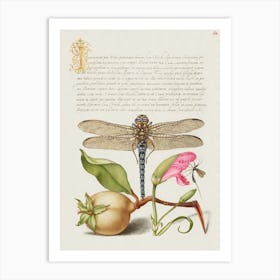 Dragonfly, Pear, Carnation, And Insect From Mira Calligraphiae Monumenta, Joris Hoefnagel Art Print