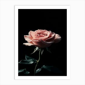 Pink Rose On Black Background 86 Art Print