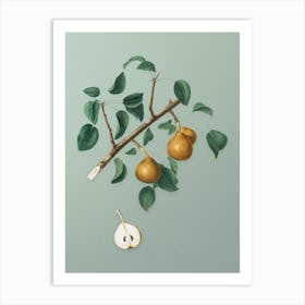 Vintage Seckel Pear Botanical Art on Mint Green n.0091 Art Print