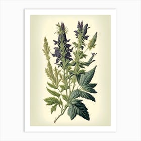 Clary Sage Herb Vintage Botanical Art Print