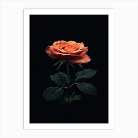 Rose On A Black Background 23 Art Print