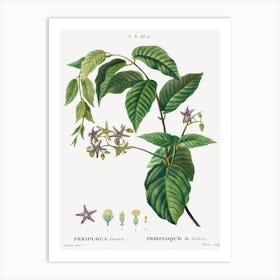 Silkvine, Periploca Graeca, Pierre Joseph Redoute Art Print