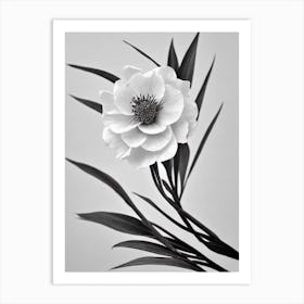 Cypress B&W Pencil 3 Flower Art Print