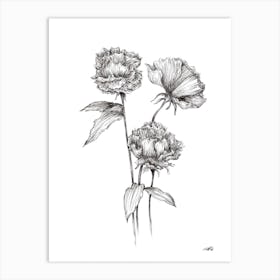 Black and White Peonies Art Print