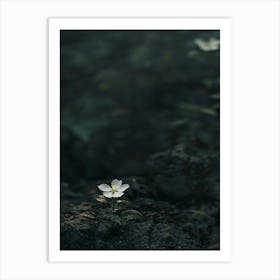 White Flower In Water 2 Art Print