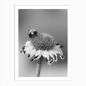 Bee On Coneflowers Art Print