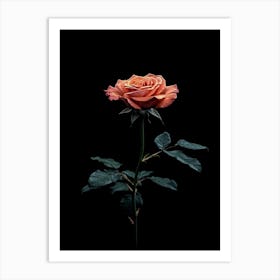 Single Rose On Black Background 53 Art Print