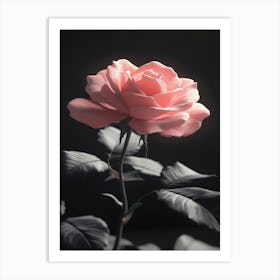 Pink Rose 21 Art Print